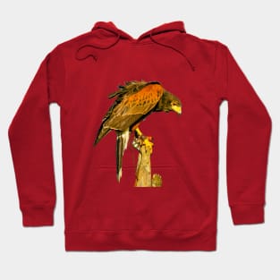 Harris Hawk on alert Hoodie